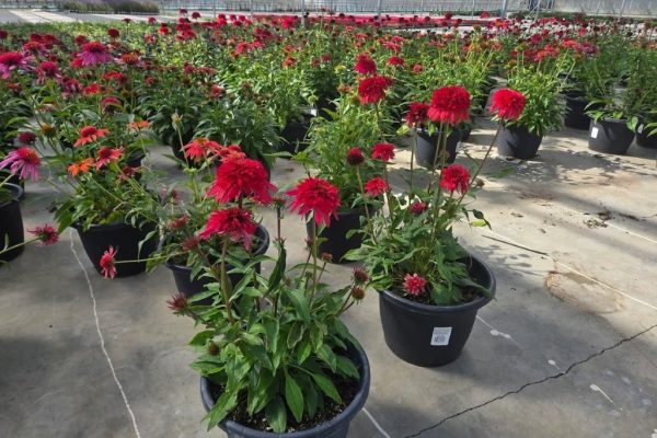 10IN ECHINACEA ASSORTED 10IN ECHINACEA ASSORTED