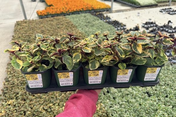 10STDACC PLECTRANTHUS GUACAMOLE
