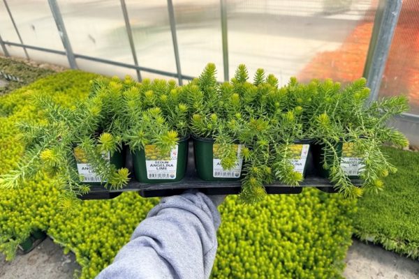 10STDACC SEDUM ANGELINA LIME 2 10STDACC SEDUM ANGELINA LIME
