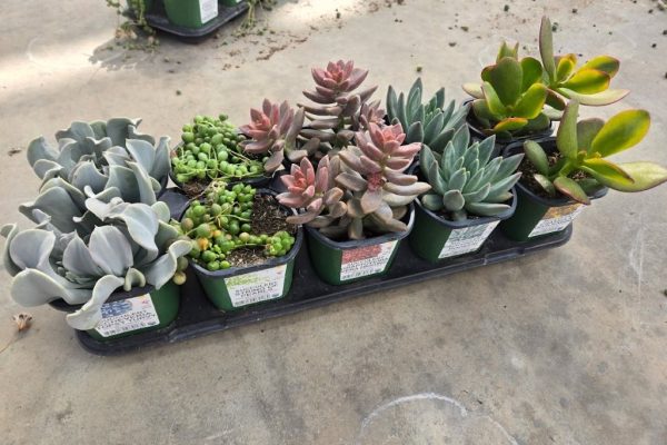 10STDACC SUCCULENT ASSORTED 2 10STDACC SUCCULENT ASSORTED