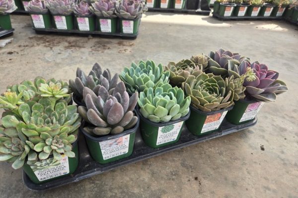 10STDACC SUCCULENT ASSORTED 10STDACC SUCCULENT ASSORTED