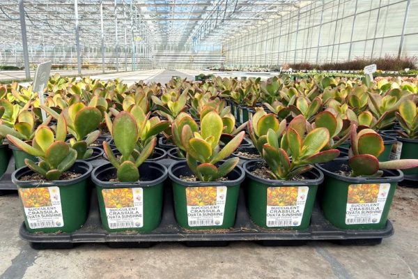 10STDACC SUCCULENT CRASSULA OVATA SUNSHINE 10STDACC SUCCULENT CRASSULA OVATA SUNSHINE