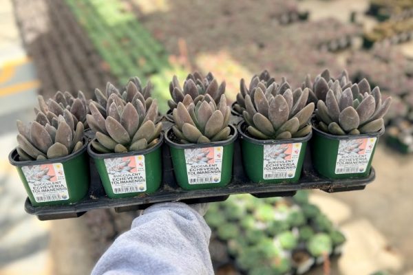 10STDACC SUCCULENT ECHEVERIA TOLIMANENSIS 10STDACC SUCCULENT ECHEVERIA TOLIMANENSIS