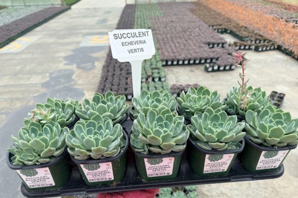 10STDACC SUCCULENT ECHEVERIA VERTIS