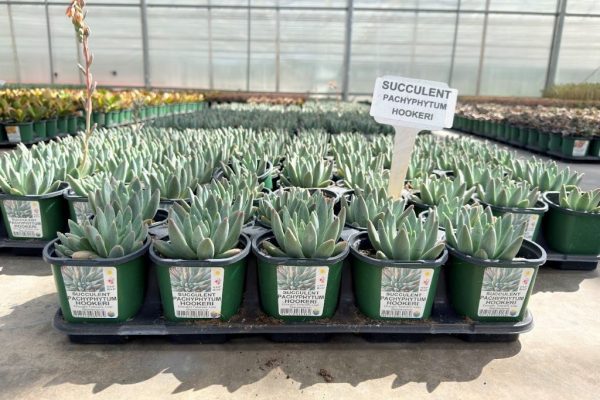 10STDACC SUCCULENT PACHYPHYTUM HOOKERI 10STDACC SUCCULENT PACHYPHYTUM HOOKERI