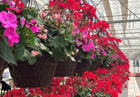 12" Hanging Baskets Crop