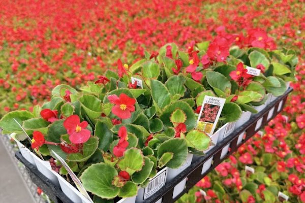 606ANN BEGONIA GREEN LEAF RED