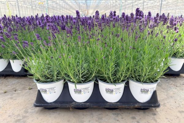 801PER LAVANDULA LA DIVA ETERNAL ELEGANCE 801PER LAVANDULA LA DIVA ETERNAL ELEGANCE