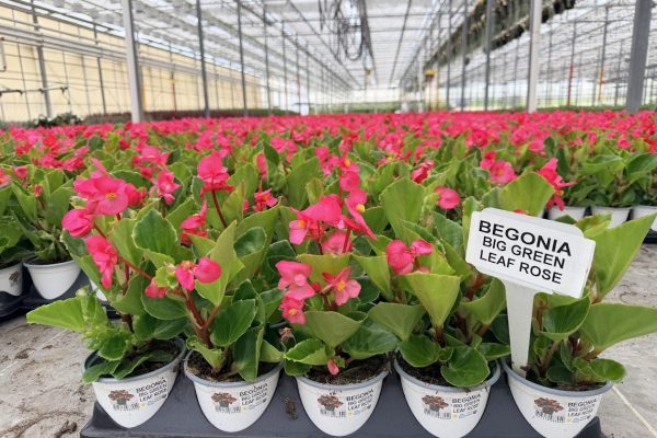 1001ANN BEGONIA BIG GREEN LEAF ROSE 1001ANN BEGONIA BIG GREEN LEAF ROSE