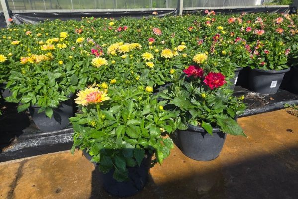 SMRD PLANTER DAHLIA ASSORTED SMRD PLANTER DAHLIA ASSORTED