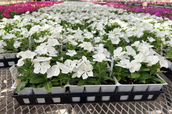 606ANN VINCA CORA WHITE