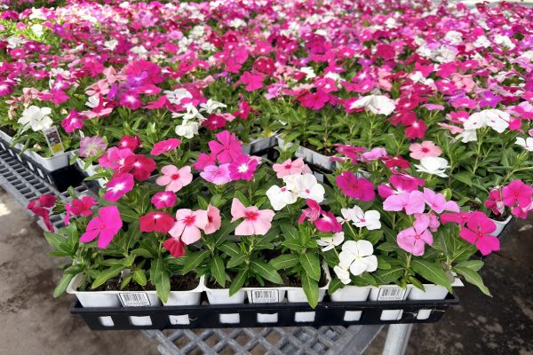606ANN VINCA CORA CASCADE MIX 606ANN VINCA CORA CASCADE MIX