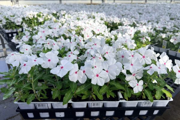 606ANN VINCA CORA CASCADE WHITE 606ANN VINCA CORA CASCADE WHITE
