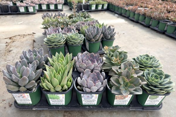 10STDACC SUCCULENT ASSORTED 3 10STDACC SUCCULENT ASSORTED