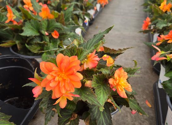 601ANN BEGONIA BEAUGONIA POPPY PEACH 601ANN BEGONIA BEAUGONIA POPPY PEACH