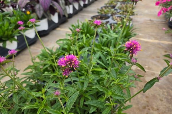 601ANN GOMPHRENA COSMIC FLARE