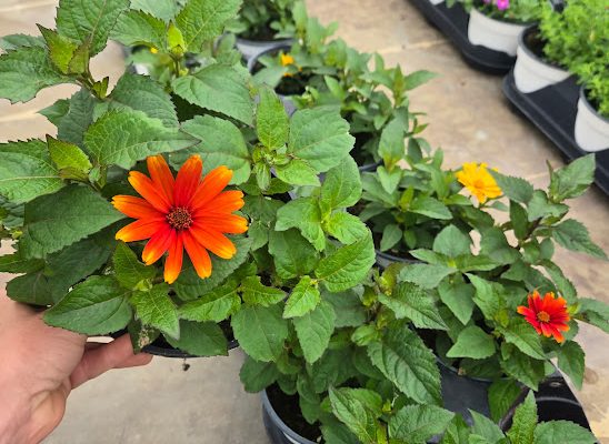 601ANN HELIOPSIS ASSORTED 601ANN HELIOPSIS ASSORTED