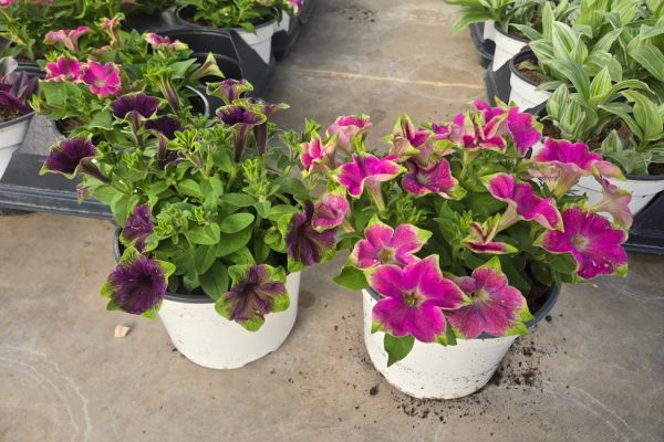 601ANN PETUNIA AMAZONA ASSORTED 601ANN PETUNIA AMAZONAS ASSORTED