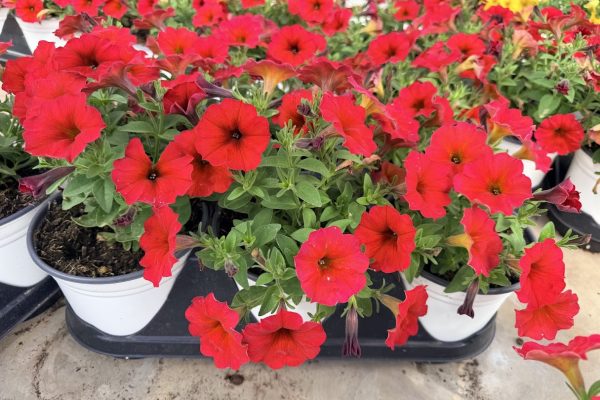 601ANN PETUNIA SUPERCAL RED MAPLE 601ANN PETUNIA SUPERCAL RED MAPLE
