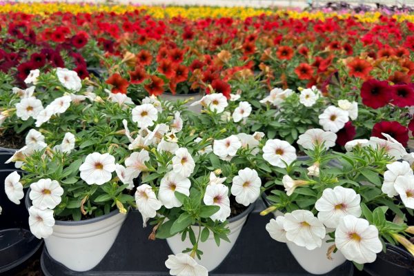 601ANN PETUNIA SUPERCAL WHITE SNOWBERRY 601ANN PETUNIA SUPERCAL WHITE SNOWBERRY