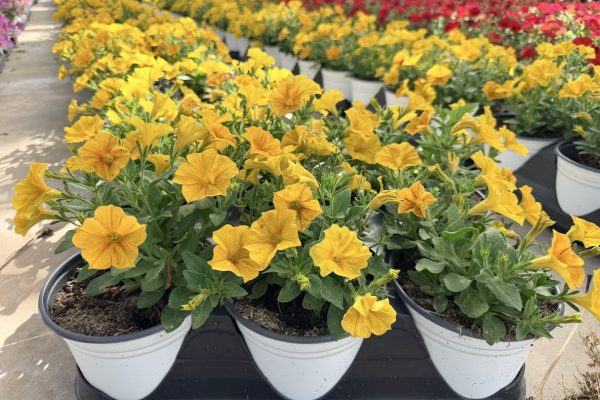 601ANN PETUNIA SUPERCAL YELLOW SUN 601ANN PETUNIA SUPERCAL YELLOW SUN