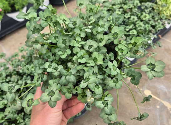 601ANN TRIFOLIUM 4 LUCK DARK EYE 601ANN TRIFOLIUM 4 LUCK DARK EYE