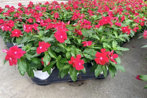 601ANN VINCA MEDITERRANEAN RED 601ANN VINCA MEDITERRANEAN RED