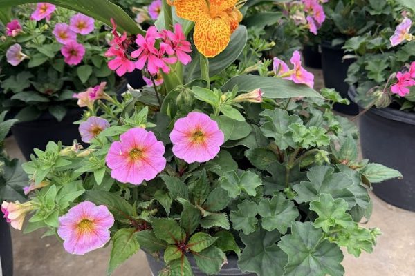 LGRD PINK SUNRAY 2 LGRD PINK SUNRAY 2