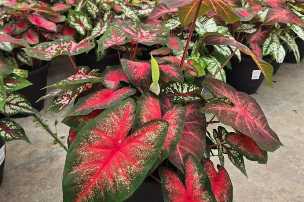 SMRD PLTR ASSORTED CALADIUMS SMRD PLTR ASSORTED CALADIUMS