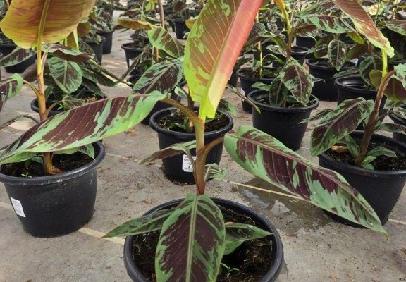 SMRD PLTR BANANA ZEBRINA SMRD PLTR BANANA ZEBRINA