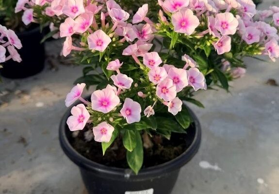 10IN PER PHLOX PANICULATA FLAME PRO BABY DOLL