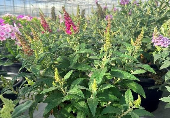 10PER BUDDLEIA LITTLE ROCKSTAR BLUE 10PER BUDDLEIA LITTLE ROCKSTAR BLUE