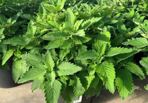 10PER CARYOPTERIS PAVILLION BLUE 10PER CARYOPTERIS PAVILLION BLUE
