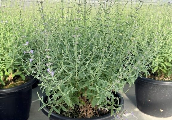 10PER PEROVSKIA RUSSIAN SAGE 10PER PEROVSKIA-RUSSIAN SAGE