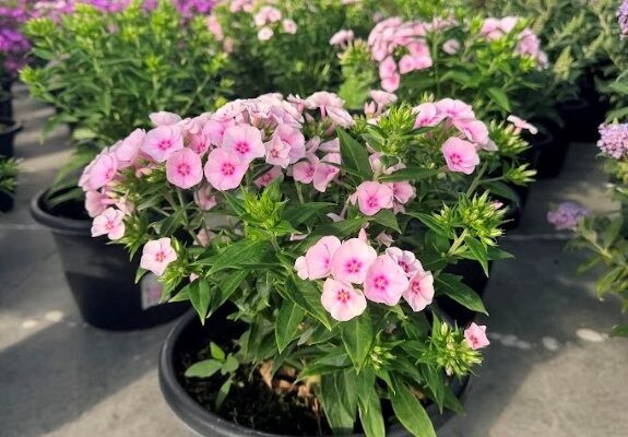 10PER PHLOX PANICULATA FLAME PRO BABY DOLL 10PER PHLOX PANICULATA FLAME PRO BABY DOLL