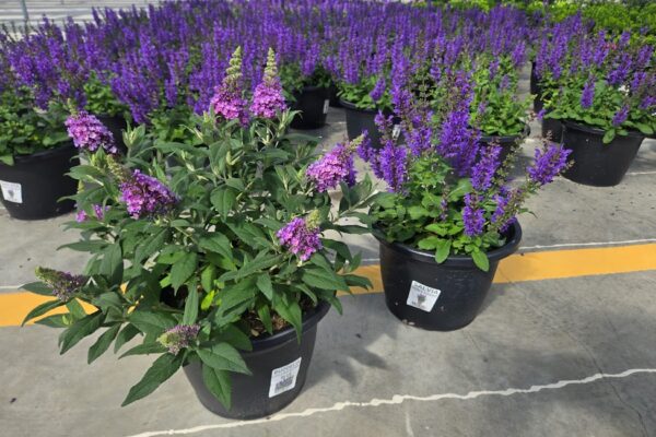 10PER SALVIA 10PER SALVIA