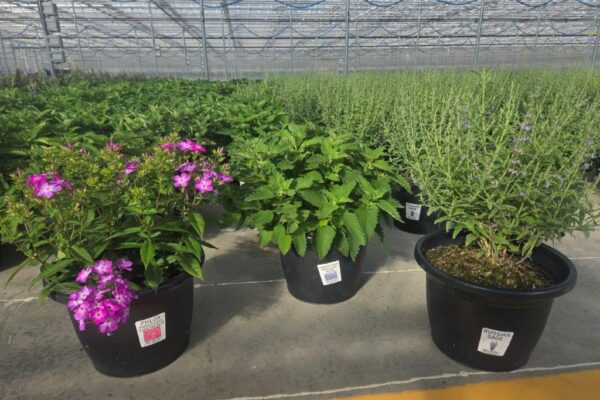 10in PERENNIALS 10in PERENNIALS