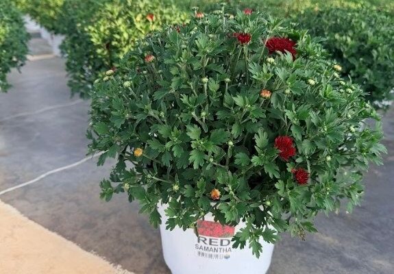 8IN MUM RED SAMANTHA