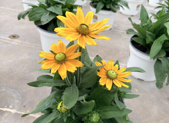 8IN SUNBECKIA LAURA COMING SOON! 8IN SUNBECKIA LAURA COMING SOON!