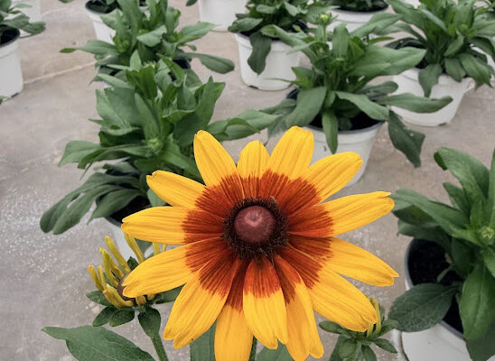 8IN SUNBECKIA MIA COMING SOON! 8IN SUNBECKIA MIA COMING SOON!