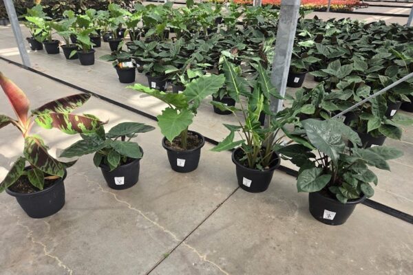 ALOCASIA'S ALOCASIA'S
