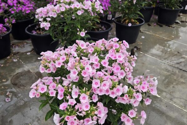 10IN PER PHLOX PANICULATA FLAME PRO BABY DOLL