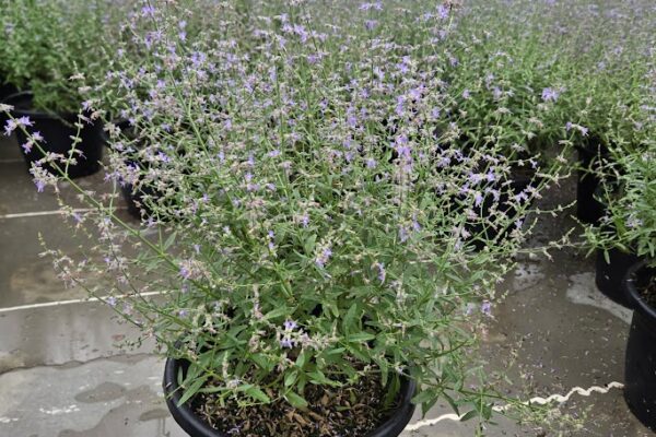 10IN PER RUSSIAN SAGE