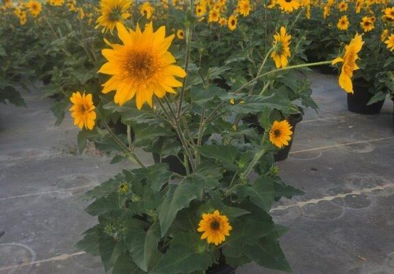 SMRD SUNFINITY SUNFLOWER