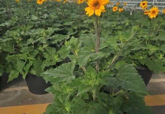 SMRD SUNFLOWER SUNFINITY SMRD SUNFLOWER SUNFINITY