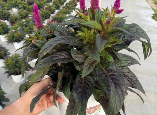 8IN ANN CELOSIA INTENZ DARK PURPLE