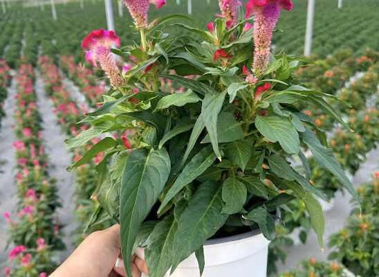 8IN ANN CELOSIA TWISTED BRIGHT PINK