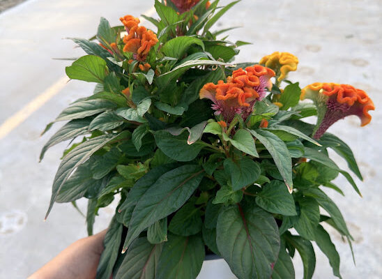 8IN ANN CELOSIA TWISTED ORANGE DARK LEAF