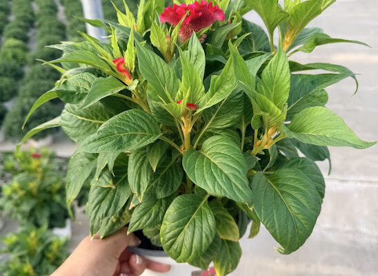 8IN ANN CELOSIA TWISTED STRAWBERRY