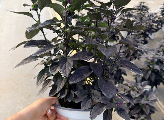 8IN ANN ORNAMENTAL PEPPER BLACK PEARL